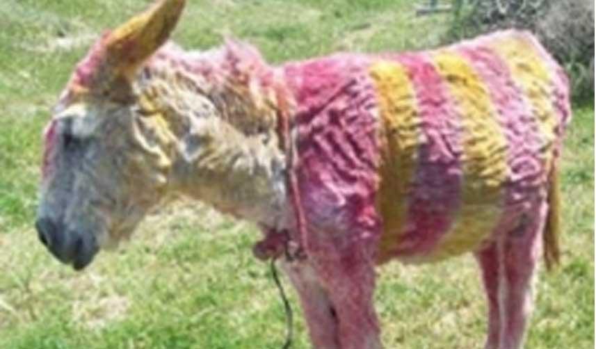 Fanatik Galatasaraylı eşşek