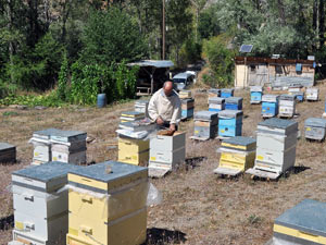 Trabzonlu arıcı enerji sorununu bakın nasıl çözdü!