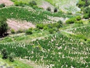 PKK'nın şaşırtan esrar tuzağı!