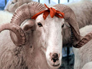 Kızılay kurban fiyatlarını açıkladı