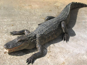 Yatağının altından timsah çıktı