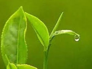 Organik çay üreticisinden kota tepkisi