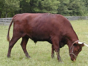 Trabzon'da ilginç infaz!