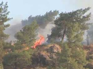 Ümraniye'de orman yangını