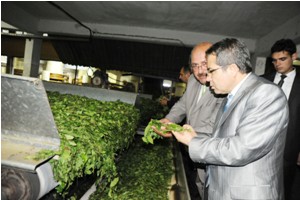 Artvin Valisi çay topladı!