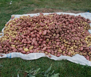 Giresun'da patates hasatı başladı
