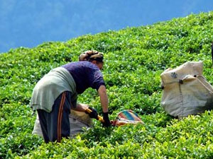 Rize'de çaylıklar yenilenecek