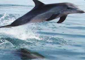 Karadeniz'de yunus tehditi!