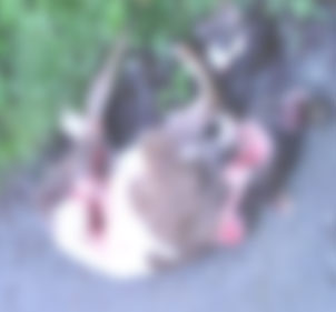 Rize'de aç kurt dehşeti!