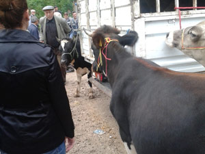 Ordu'da kurbanlıklarda sıkı denetim