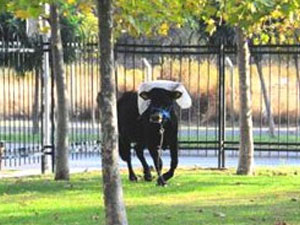 Kurban Bayramı tatili ne gün başlayacak?