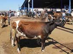 Kurban derisi toplamada tek yetkili artık THK değil !