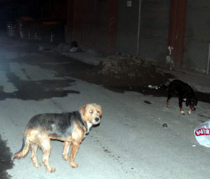 Akçabatlıların korkulu rüyası köpekler!