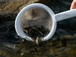 Alabalıklar orman içi sularda çoğalacak