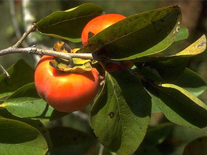 Trabzon Hurması yüzleri güldürecek
