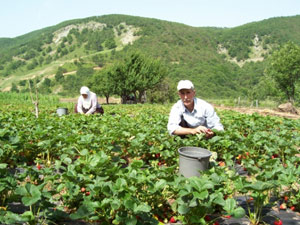 Doğu Karadeniz'de büyük düşüş