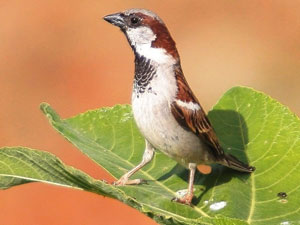 Bir cennet yok oluyor