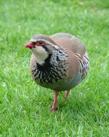 Keklikler Kavak'ta doğaya uyum sağladı