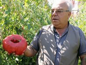 Böyle domates görülmedi