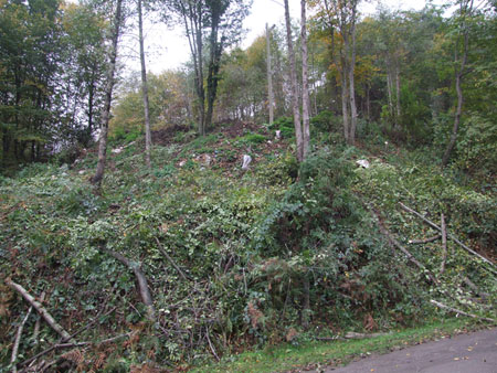 Bulancak'ta ağaçtan düşen kişi yaralandı