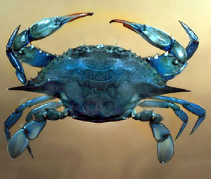 İşte Karadeniz'de iklim değişikliğinin göstergesi!