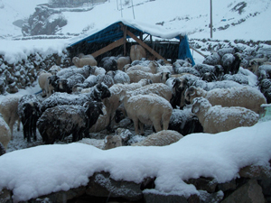 Rize'de hayvanlar yaylada mahsur kaldı