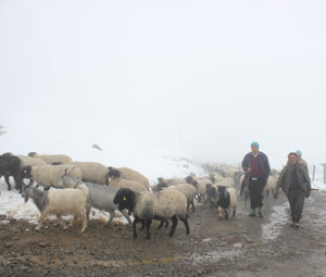 Giresun'da köylüler yayladan geri dönüyor