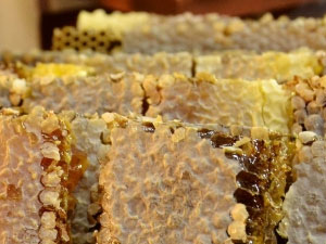 Türk balına dünya ikincilik ödülü