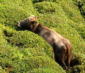 Rize'de kaçan dana ormanda vuruldu!