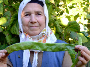 Dev fasulye şaşırtıyor
