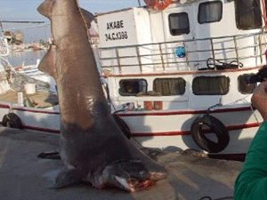 Balıkçılar bile gözlerine inanamadı!