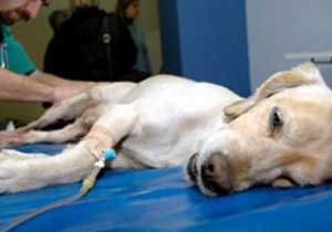 Bayramda nöbetçi veteriner hekim