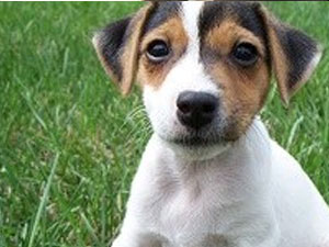 Köpek beni tehdit etti bende öldürdüm!