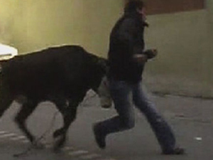 Kaçan boğa ortalığı birbirine kattı