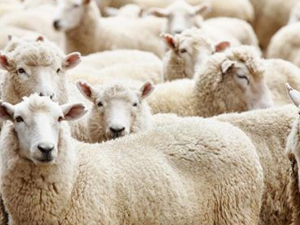 Kurbanlık derisini delmeyin