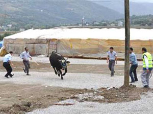 Kaçan kurbanlıkları kovalamayın uyarısı!