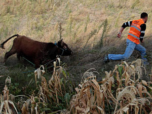 Sahibinden kaçan boğa paniğe sebep oldu