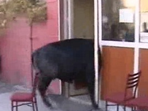 Öfkeli Boğa Cam Çerçeve İndirdi