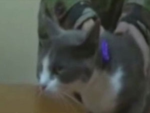 Hapishaneye eroin taşıyan kediye suçüstü!