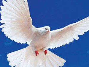 Talih kuşuna dünyaları yatırdık!