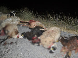 TIR koyun sürüsüne daldı! 50 koyun öldü...