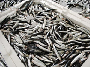 Kamyona Hamsi yüklerken öldü