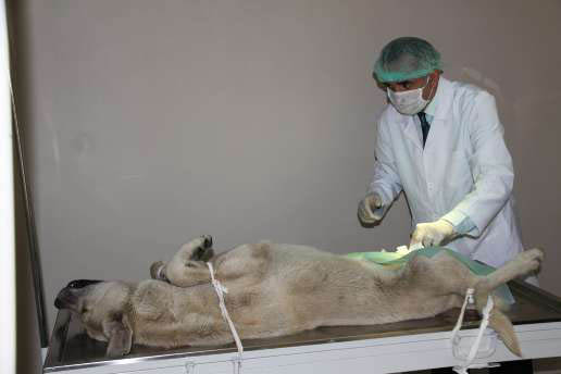 Rize belediyesi sokak köpeklerini korumaya aldı