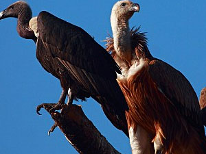 Kız arkadaşını akbabalara yedirdi