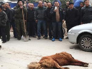 60 kişi bir köpeği böyle katletti