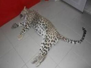 Öldüren kişi 50 bin lira ceza alabilir