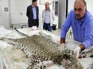 Leoparın içi doldurulacak