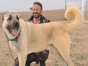 Ev fiyatına kangal köpeği