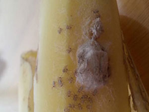 Muzdan çıkan örümcek dehşeti