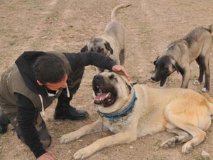 Sivas Kangalı bakın ne kadara yazıldı!